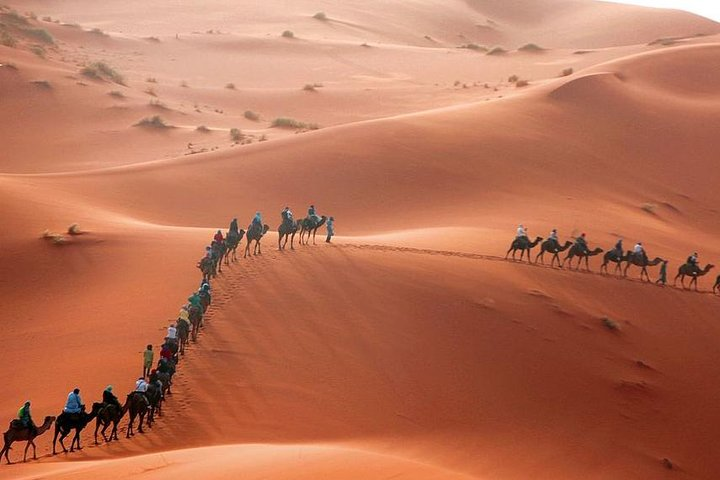 A line of camels crossing wind-rippled Sahara dunes