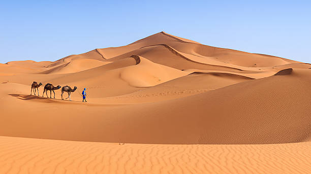 Tuareg traveller with a camel in the Sahara